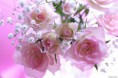 Queria flores no meu jardim
